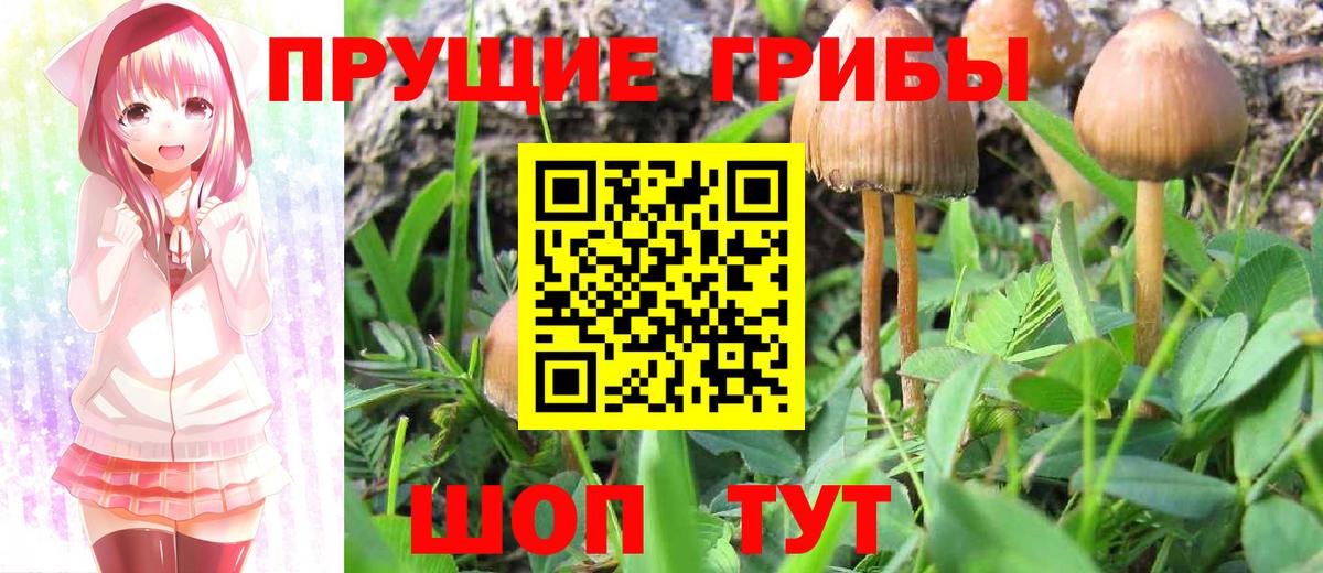 Псилоцибиновые грибы Cubensis Алатырь